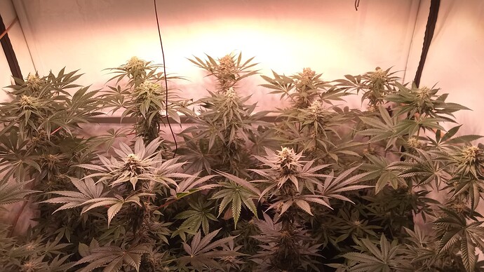 Growreport Bild 7