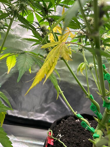 Growreport Bild 5