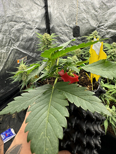 Growreport Bild 1