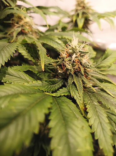 Growreport Bild 21