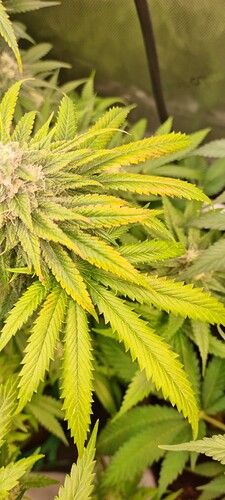 Growreport Bild 34