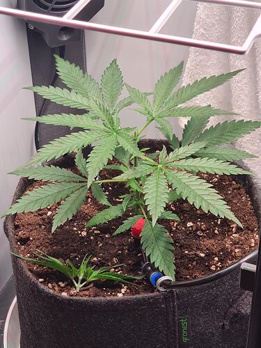 signal-2024-07-07-224721_003