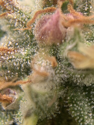 Growreport Bild 5