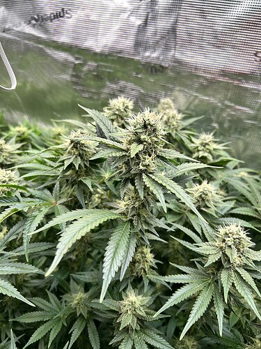 Nahaufnahme von blühenden Cannabispflanzen mit dichten Blütenständen und breiten, grünen Blättern.