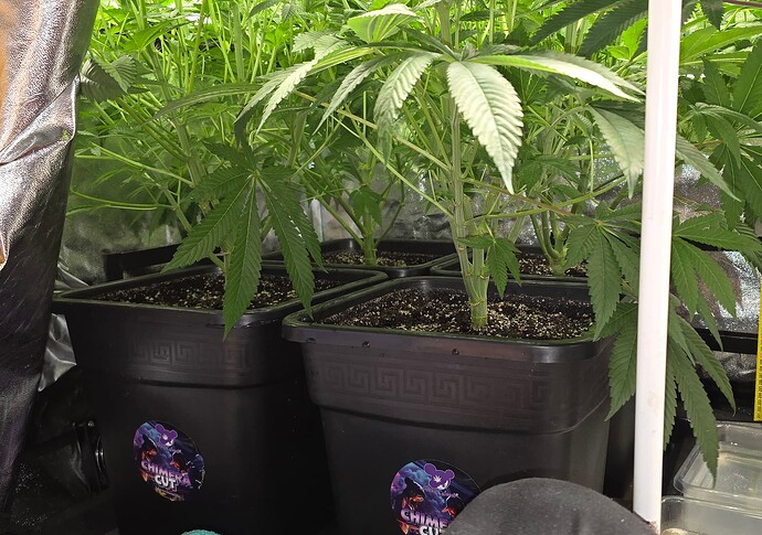 Growreport Bild 37