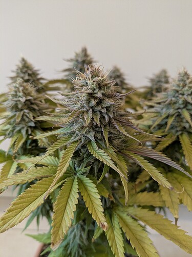Growreport Bild 4