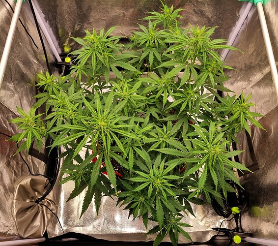 Growreport Bild 51