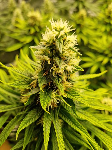 Growreport Bild 12