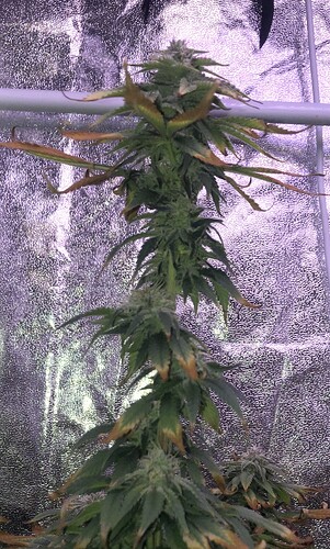 Growreport Bild 2