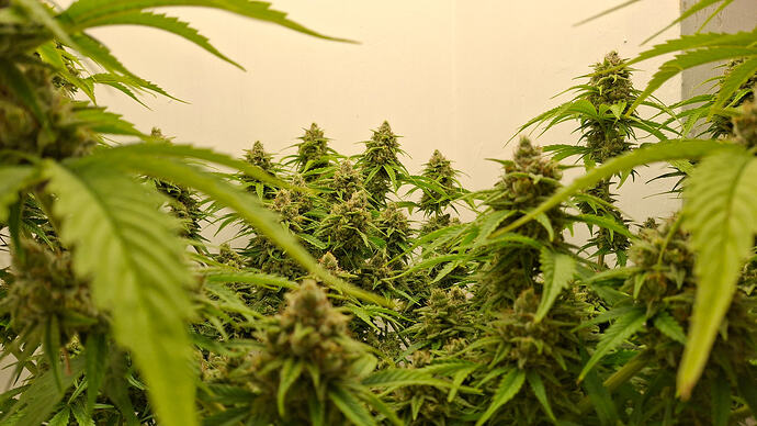 Growreport Bild 334