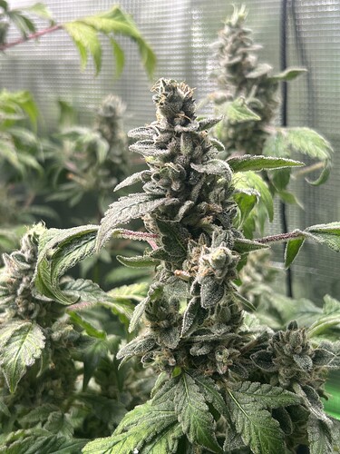 Growreport Bild 28