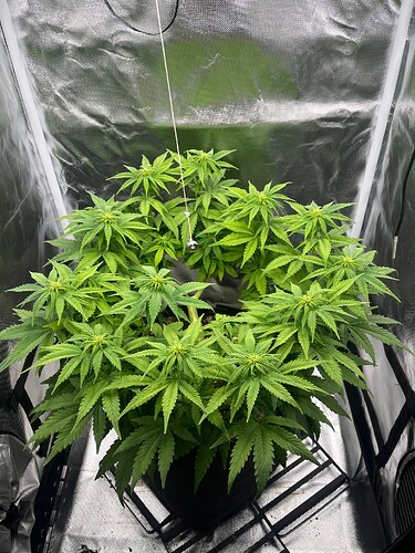 Growreport Bild 3