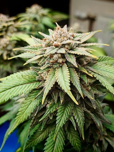 Growreport Bild 13