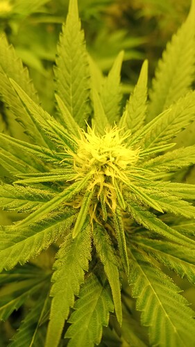 Growreport Bild 38