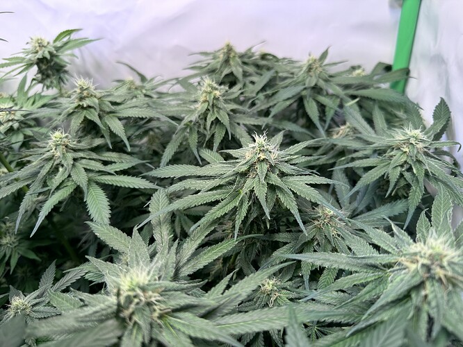 Growreport Bild 4