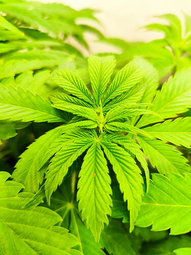 Growreport Bild 7