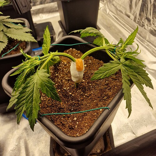 Growreport Bild 2