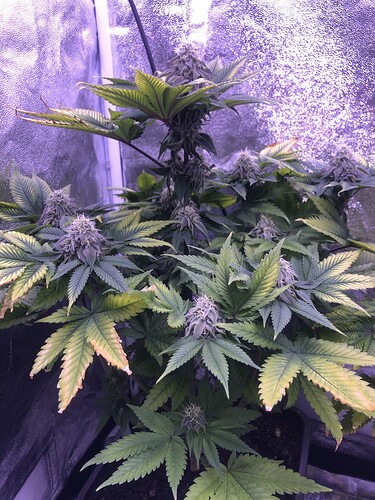 Growreport Bild 4
