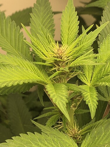 Growreport Bild 1