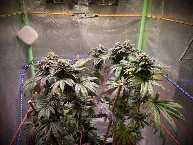 Growreport Bild 3