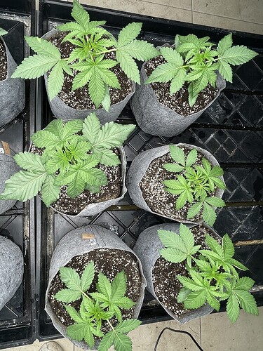 Growreport Bild 15