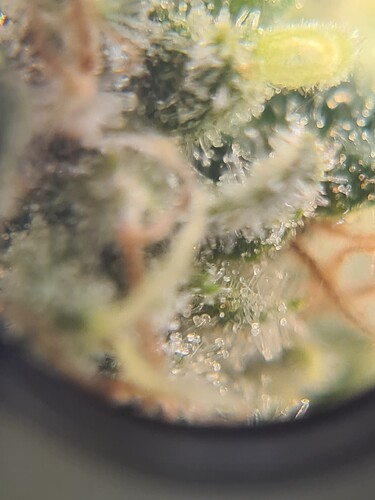 Growreport Bild 25