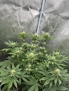 Growreport Bild 6