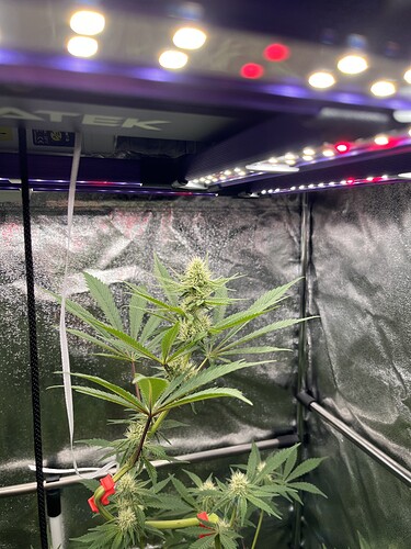 Growreport Bild 5