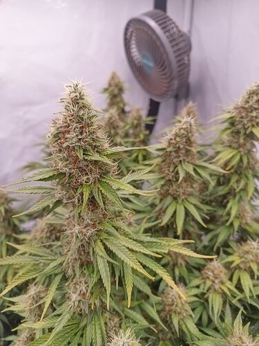 Growreport Bild 9