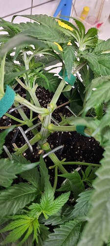 Growreport Bild 4