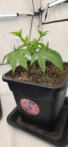 Growreport Bild 48