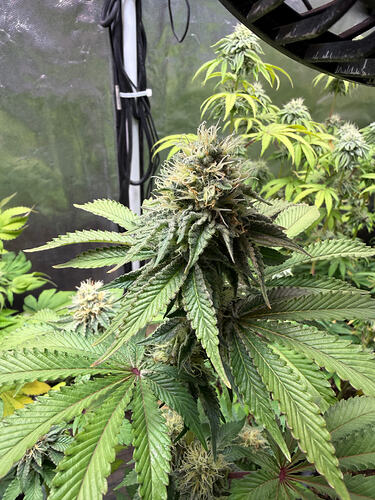 Growreport Bild 10