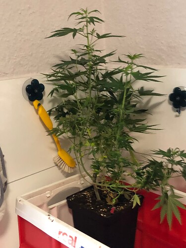 Growreport Bild 3