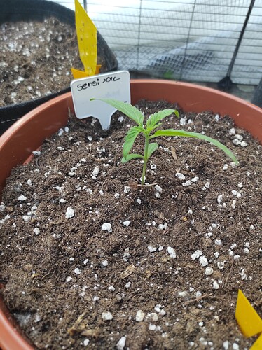 Growreport Bild 3