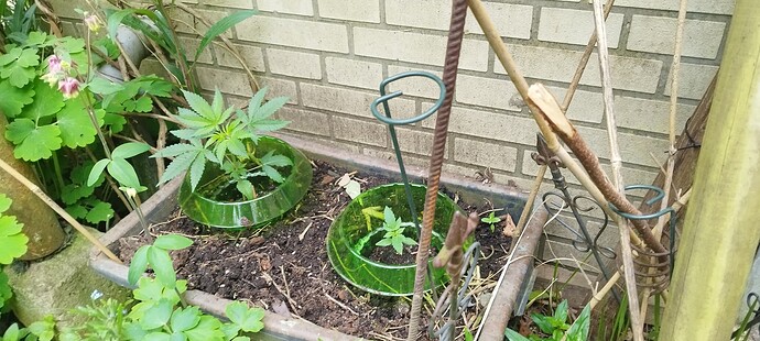 Growreport Bild 3