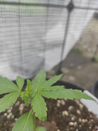 Growreport Bild 5