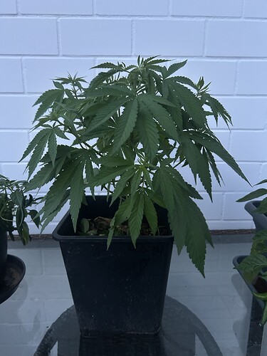 Growreport Bild 60