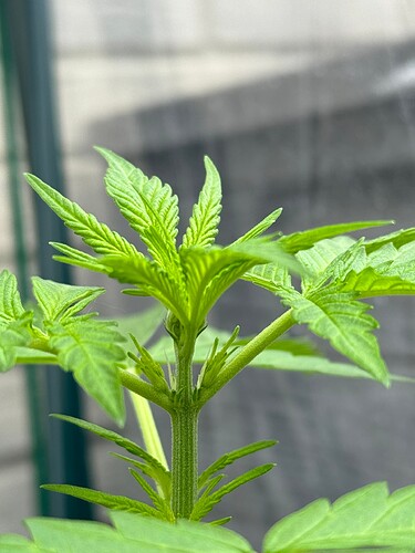 Growreport Bild 1