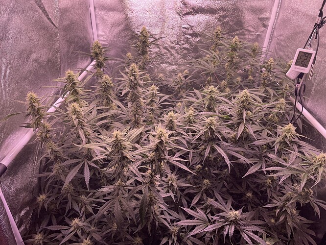 Growreport Bild 5