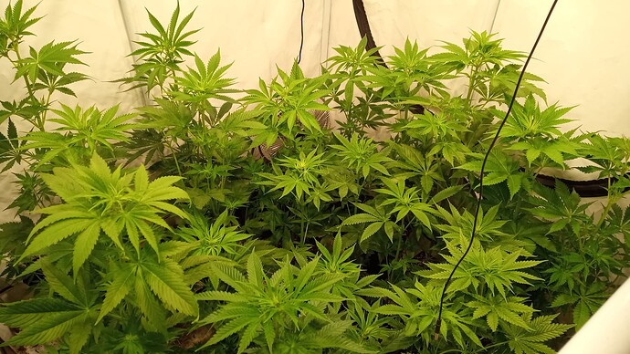 Growreport Bild 15