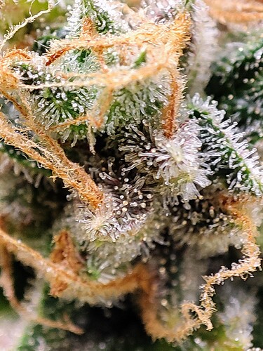 Growreport Bild 93