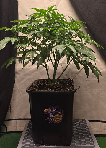 Growreport Bild 113
