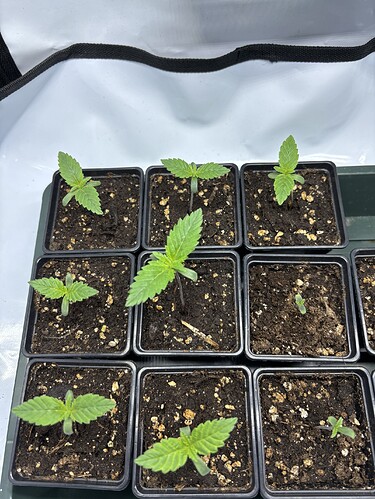 Growreport Bild 1