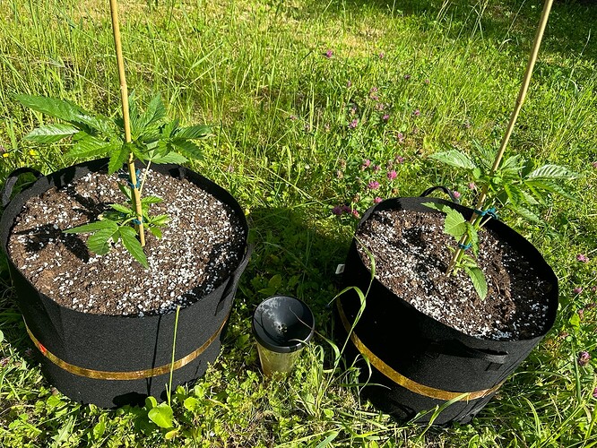 Growreport Bild 3