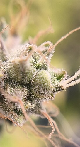 Growreport Bild 2