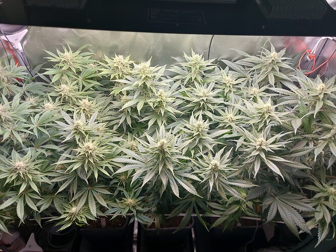 Growreport Bild 1
