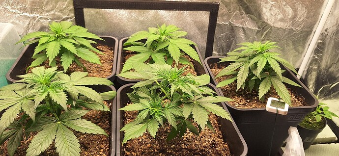 Growreport Bild 5