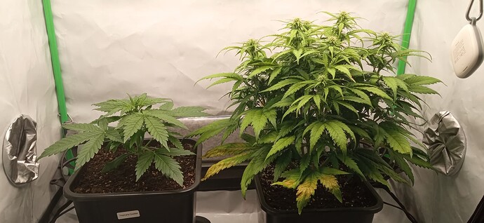 Growreport Bild 2
