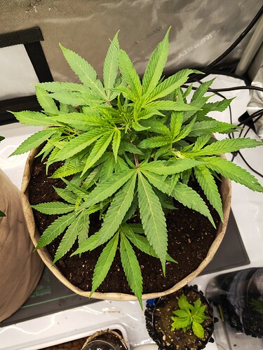 Growreport Bild 1