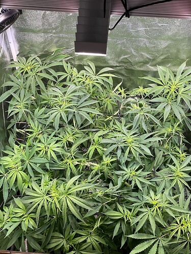 Growreport Bild 36